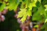 photographs/_DSC4360.jpg