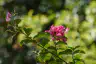 photographs/_DSC4907-3.jpg